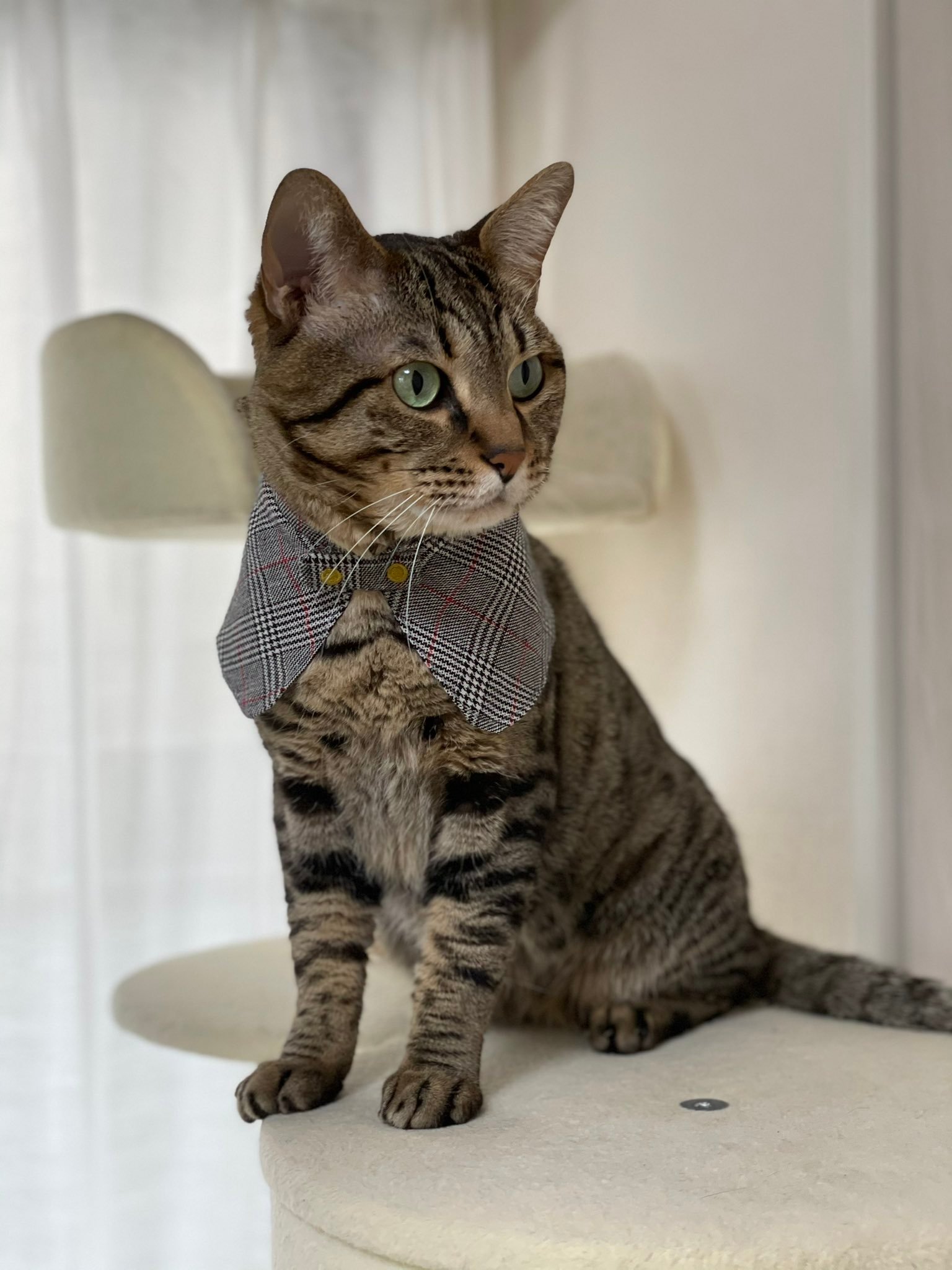 Toro wearing a stylish collar