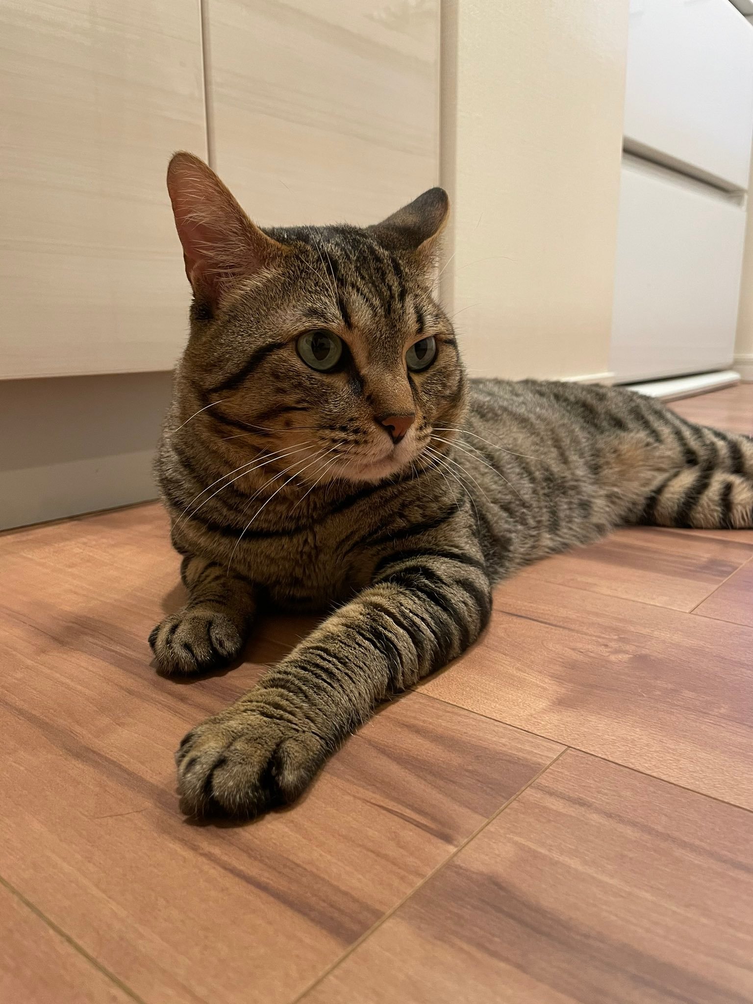 Toro relaxing on the floor