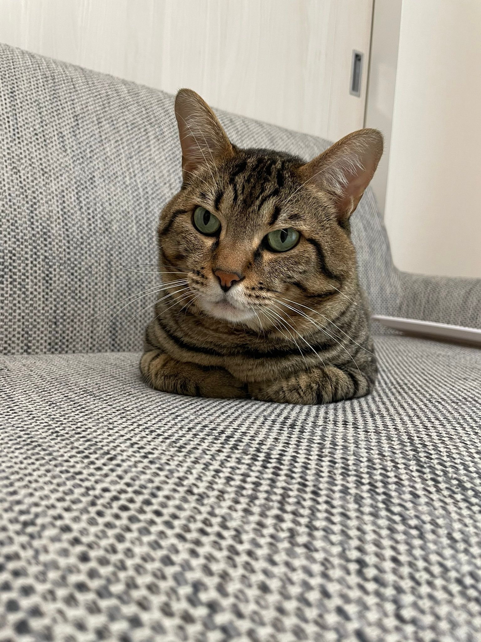 Toro sitting calmly on a sofa