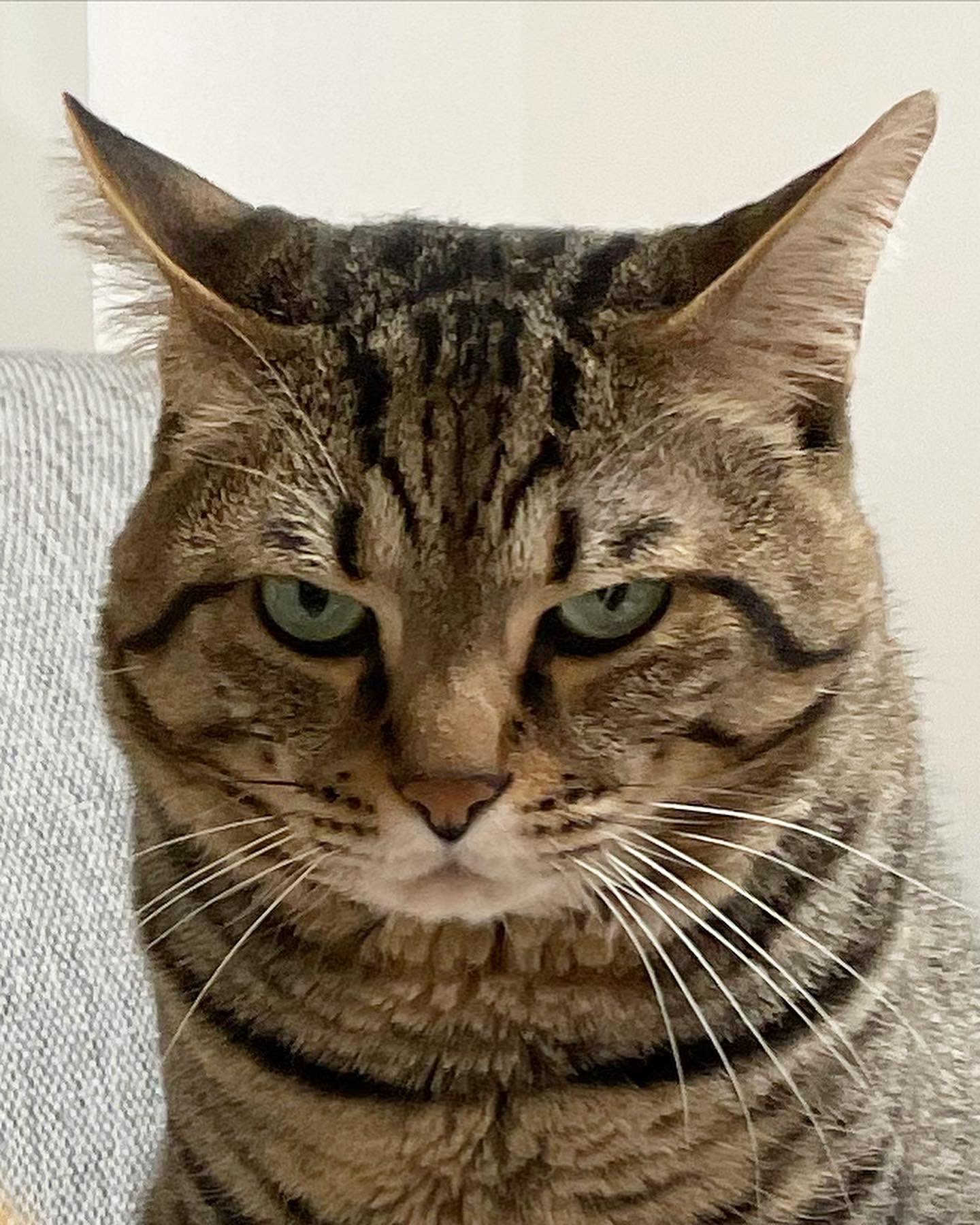 Close-up of Toro's serious face
