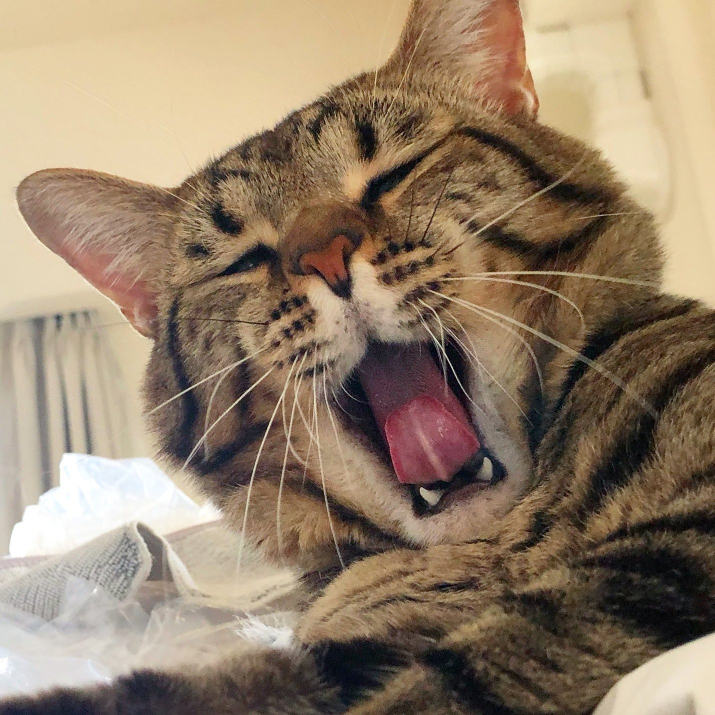 Toro yawning in a cozy room