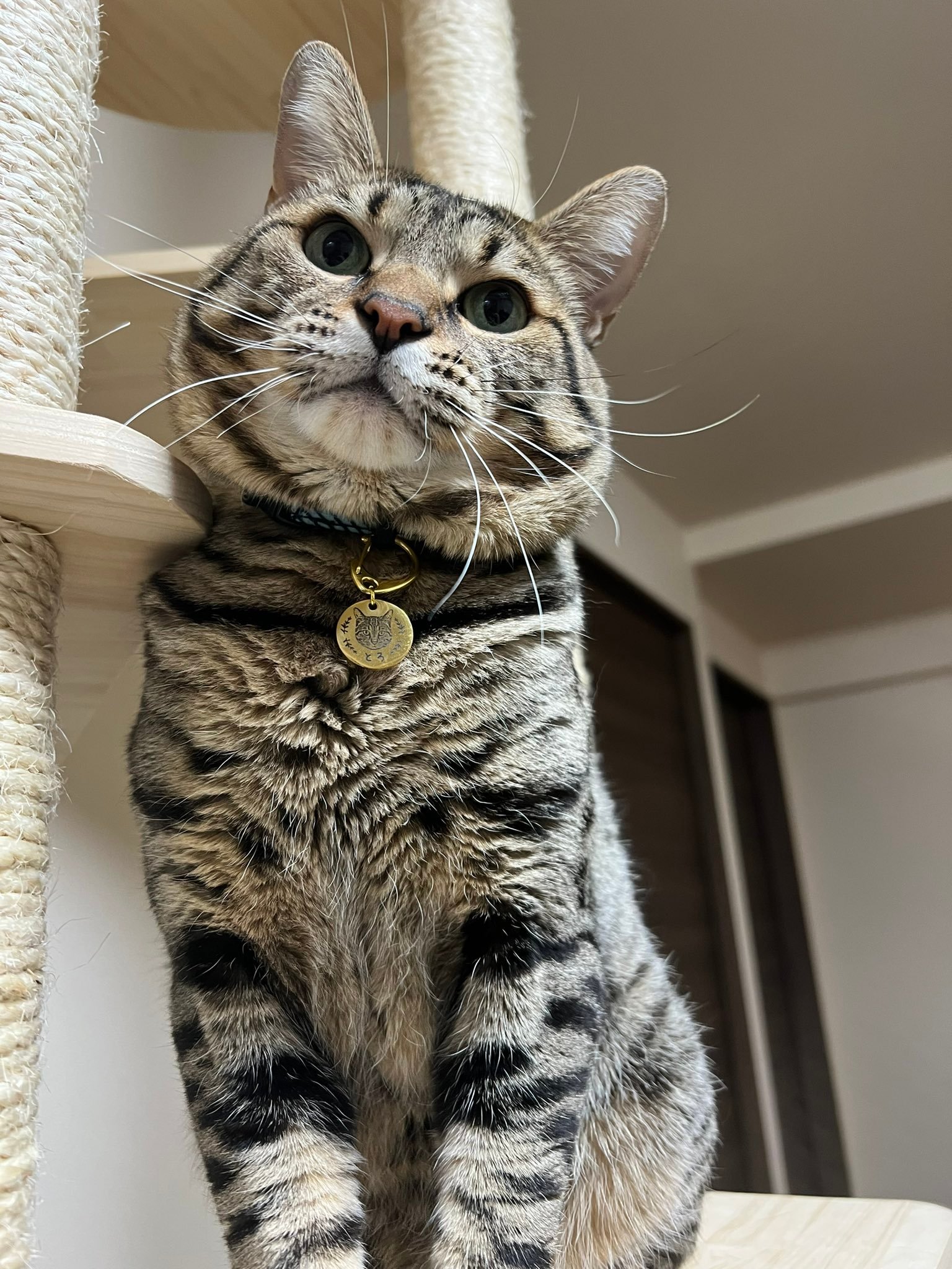 Toro standing near a cat tower with a name charm